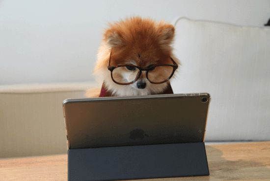 Un chien portant des lunettes de vue, en naviguant sur internet avec une tablette
